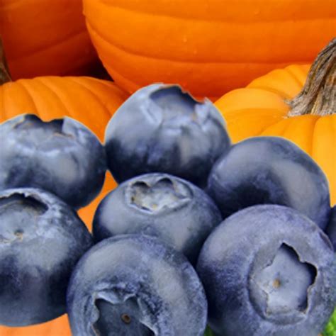 blazers pumpkin patch|blueberry patch.